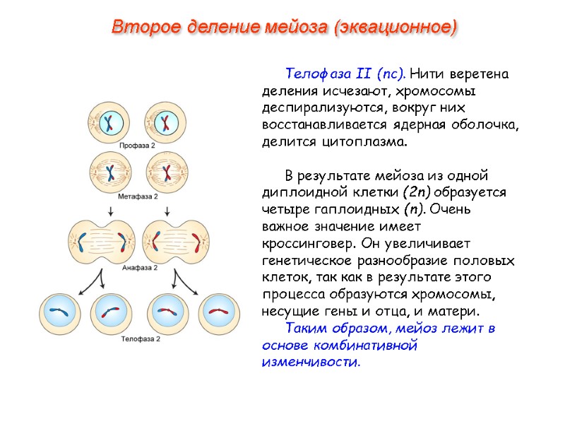Телофаза II (nс). Нити веретена деления исчезают, хромосомы деспирализуются, вокруг них восстанавливается ядерная оболочка,